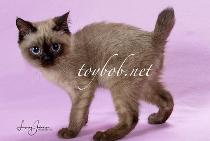 Toybob kittens 2024 for sale