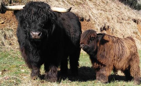 Highland cattle black,Scottish highland cattle,Black highland cattle,Highland cattle, Highland calves