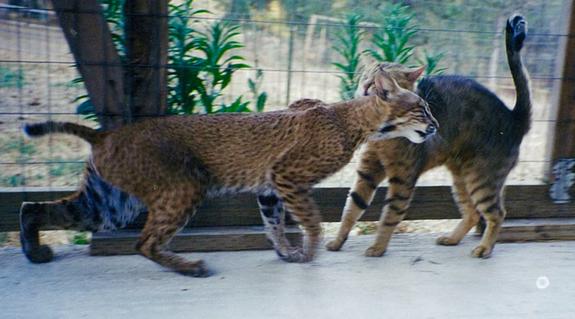 lynx bobcat hybrid