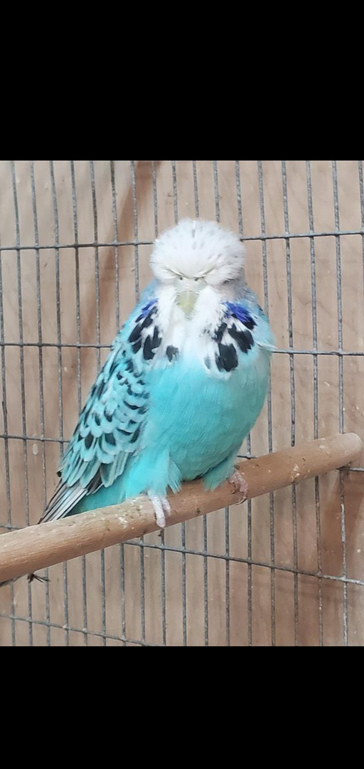 Exhibition budgerigars for store sale