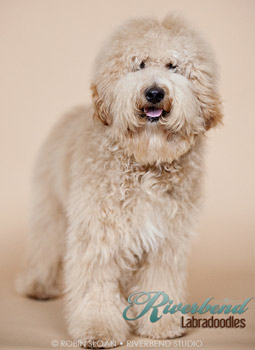 Ivylane best sale labradoodle puppies