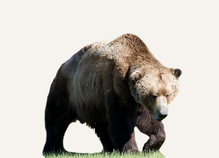 Hunting Brown Bear Bulgaria