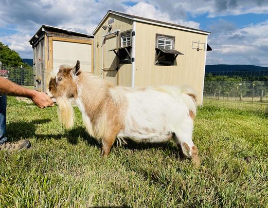 Five-O, Nigerian Dwarf goat, at my peeps farm