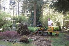 Daniel is grinding a large old growth cedar tree that has been in the way of landscaping for over 40 years. The large stump is close to 3' high.