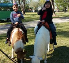 Ponies petting zoo rentals in south florida | pony rides