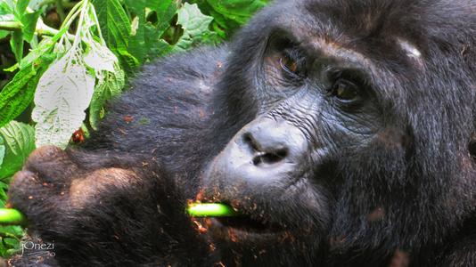 Uganda, mountain gorillas, Bwindi Impenetrable forest national park,