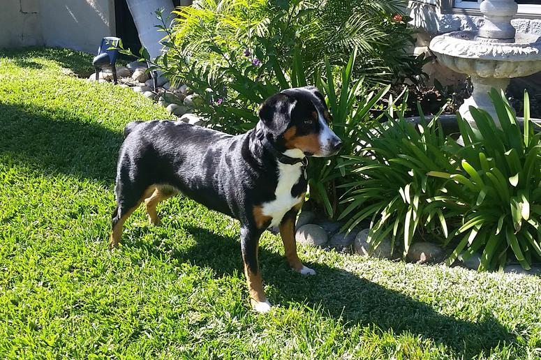 Entlebucher mountain best sale dog cost