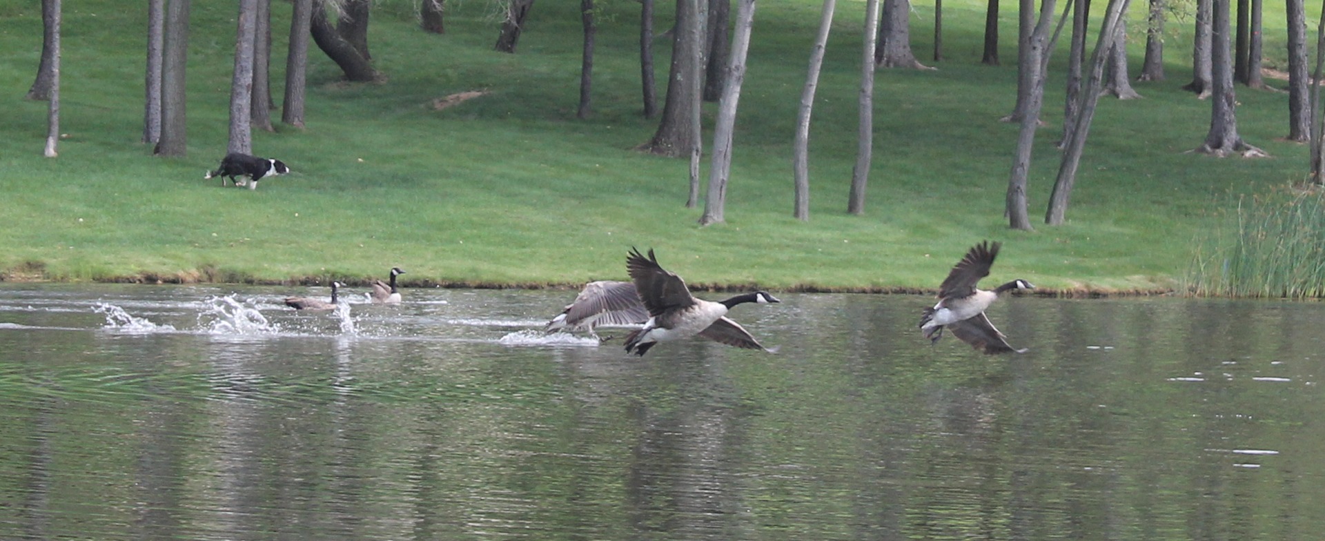 Geese Police of Western Pennsylvania PA boarder collie in action