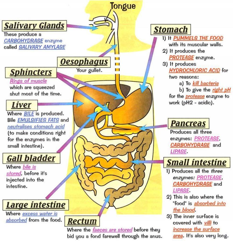 homeostasis