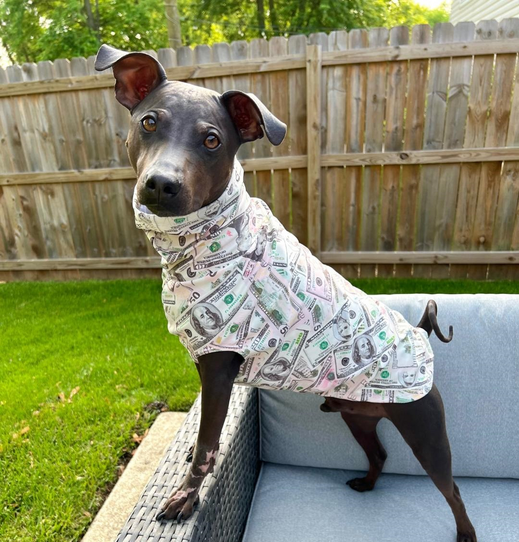 Dog sun protection outlet suit