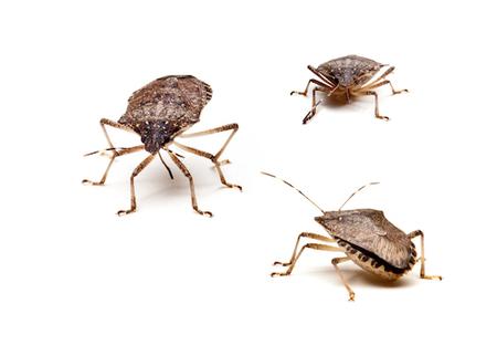 Group of stink bugs