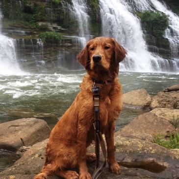 Red retriever puppies for sale hot sale near me