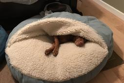 Cozy cave vizsla sale