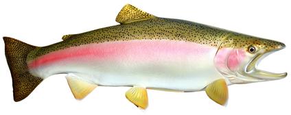 lake ontario rainbow trout steelhead
