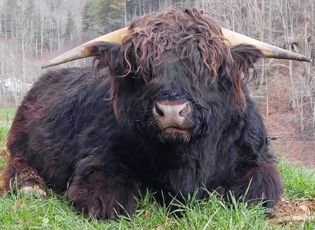 Black highland cattle,Scottish highland cattle, Highland cattle black,Highland cattle, Highland calves