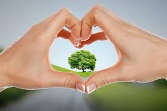 GREEN CLEANING SERVICES FROM MGM Household Services