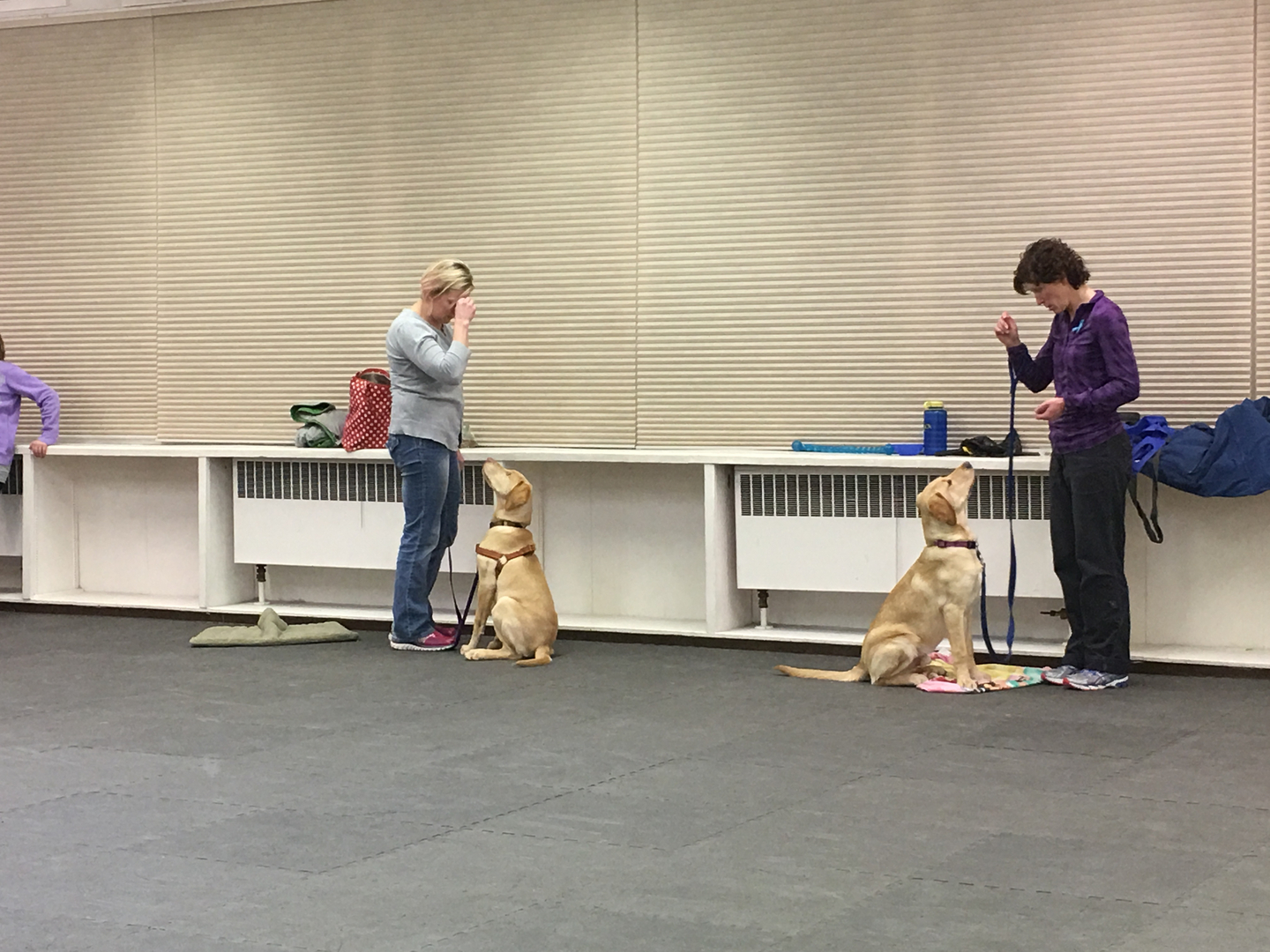 Obedience training sale club of chugiak