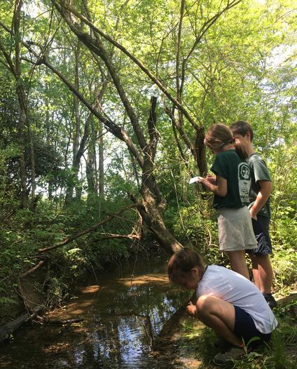 Campers explore a creek ecosystem