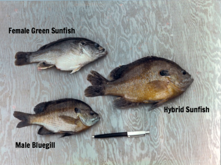 redbreast sunfish vs bluegill