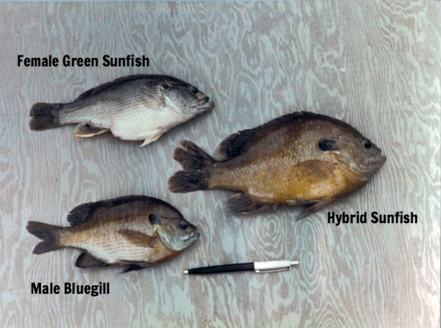 Smallmouth Bass – Sunfish Fish Farms