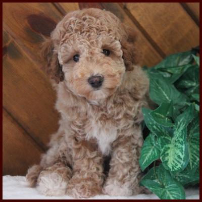 Red poochon puppy for sale