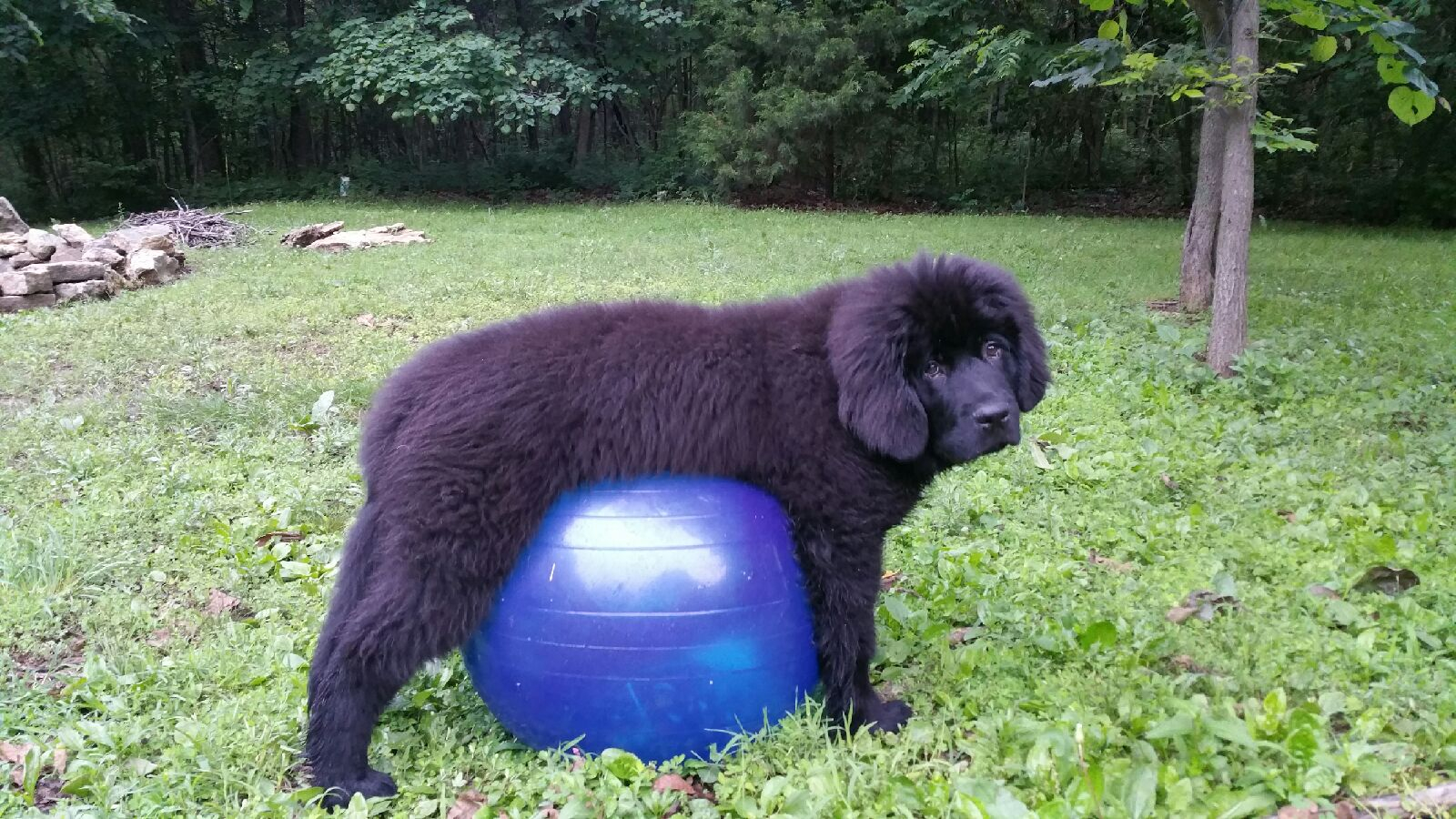 Newfoundland Puppies of Umfleet Farms