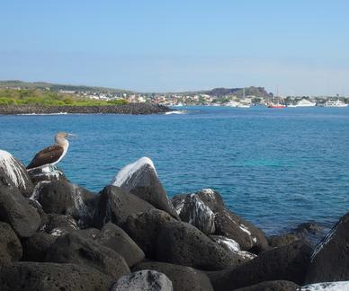 Blue-footed booby perched on top of volcanic rocks