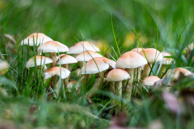 Mushrooms In Grass