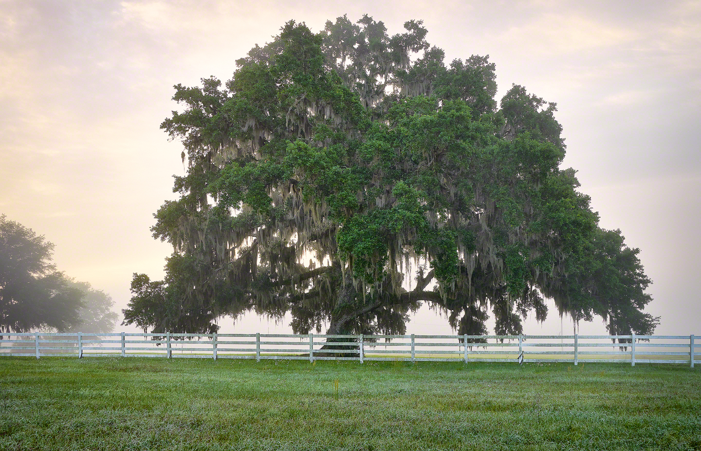 oak tree intertwined