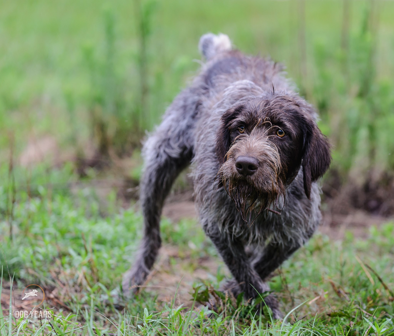 how much is a hunting dog