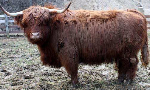 Scottish highland cattle,Black highland cattle,Highland cattle black,Highland cattle, Highland calves