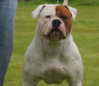 are american bulldogs akc registered