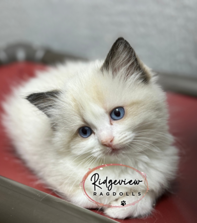 Ridgeview ragdolls online