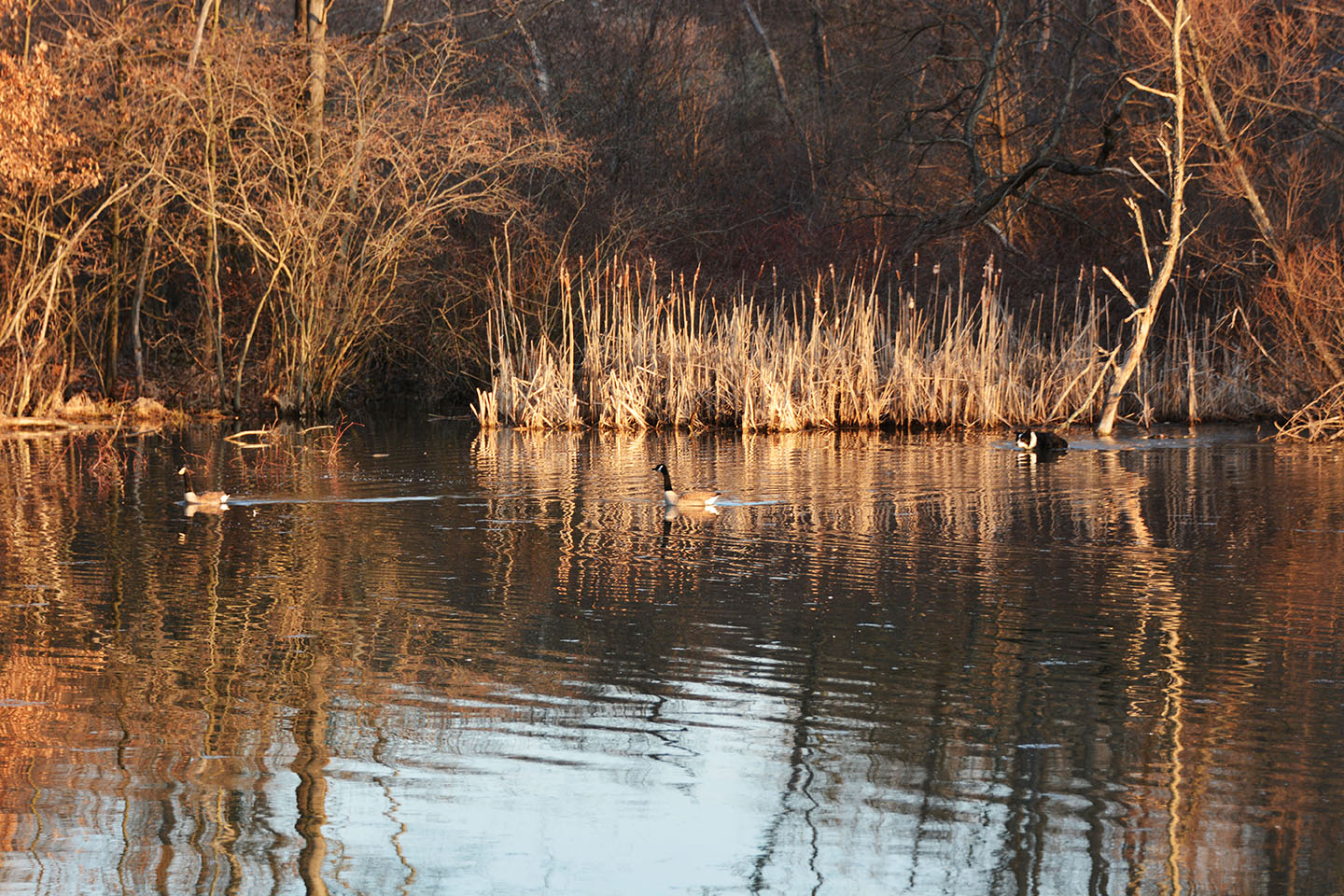 Geese Police of Western Pennsylvania PA boarder collie in action chasing problem canada geese