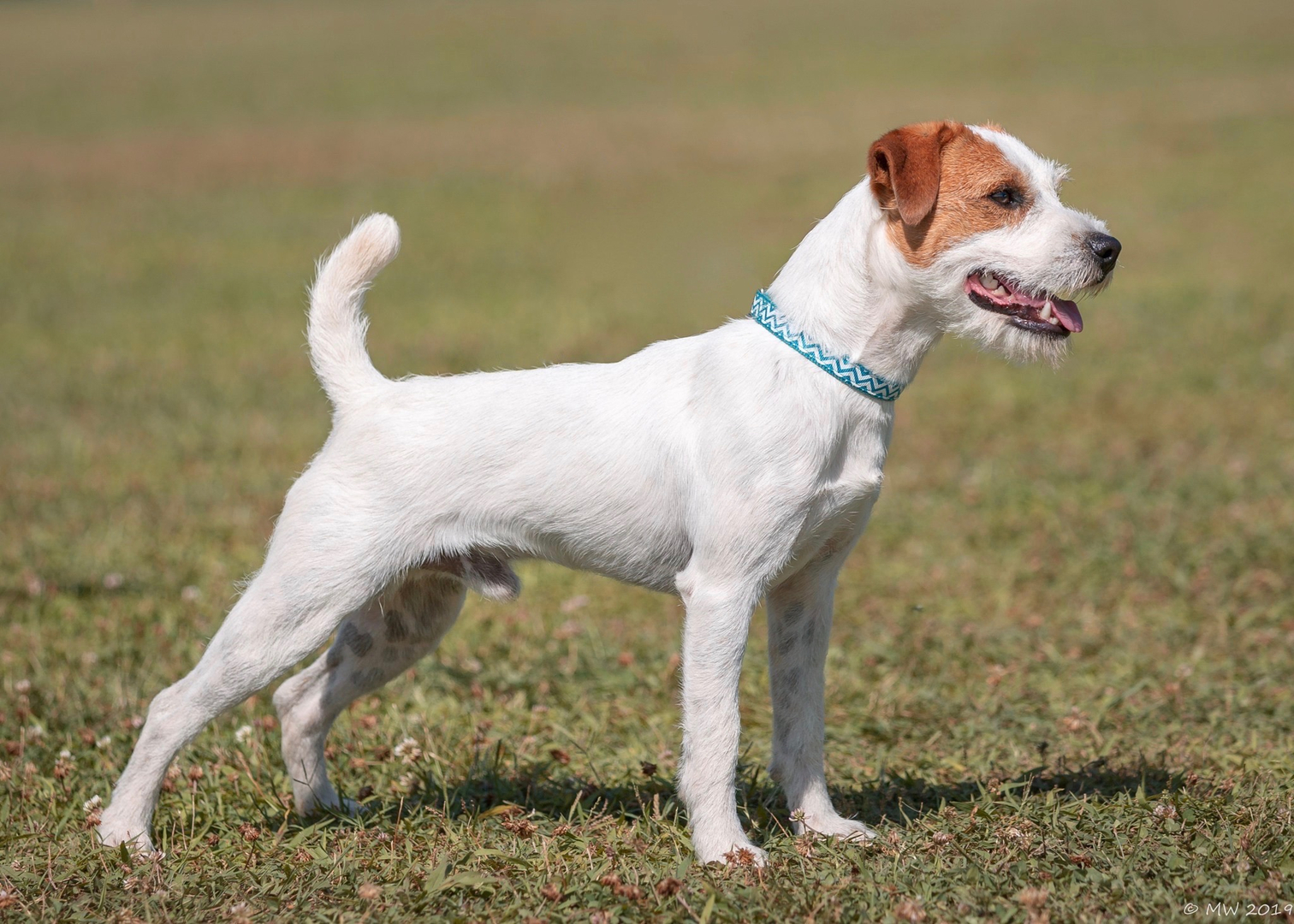 How to Train a Jack Russell Terrier - Alaska Dog Works