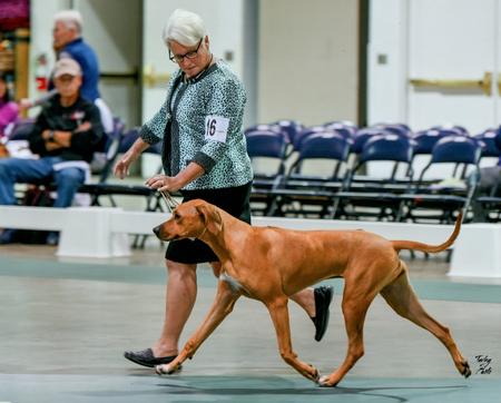 National dog best sale show rhodesian ridgeback