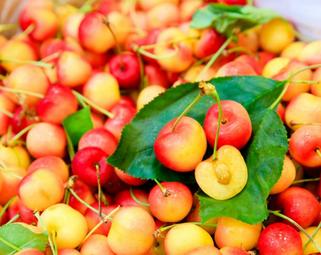 Cherry vàng loại hoa quả nhập khẩu từ Canada có gì khác