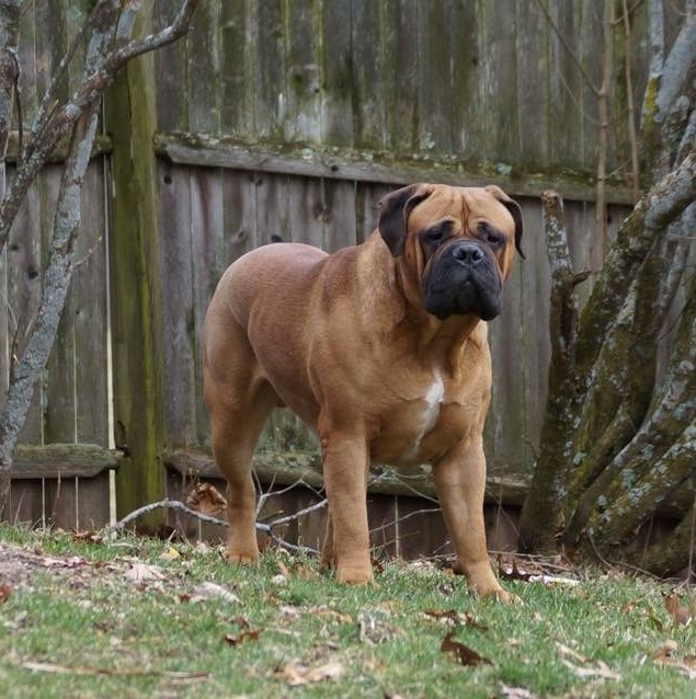 Bullmastiff kennels 2025 near me