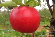 Rim's Edge Orchard Pick Your Own Evercrisp Apple