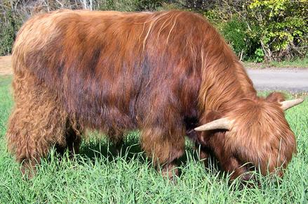 Black highland cattle,Scottish highland cattle, Highland cattle black,Highland cattle, Highland calves