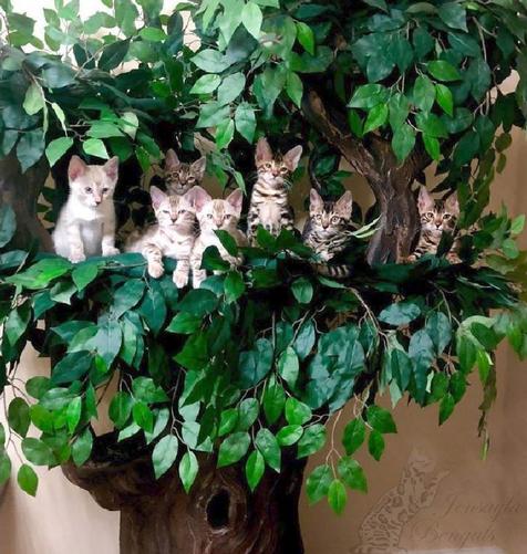 Hidden hollow best sale cat trees