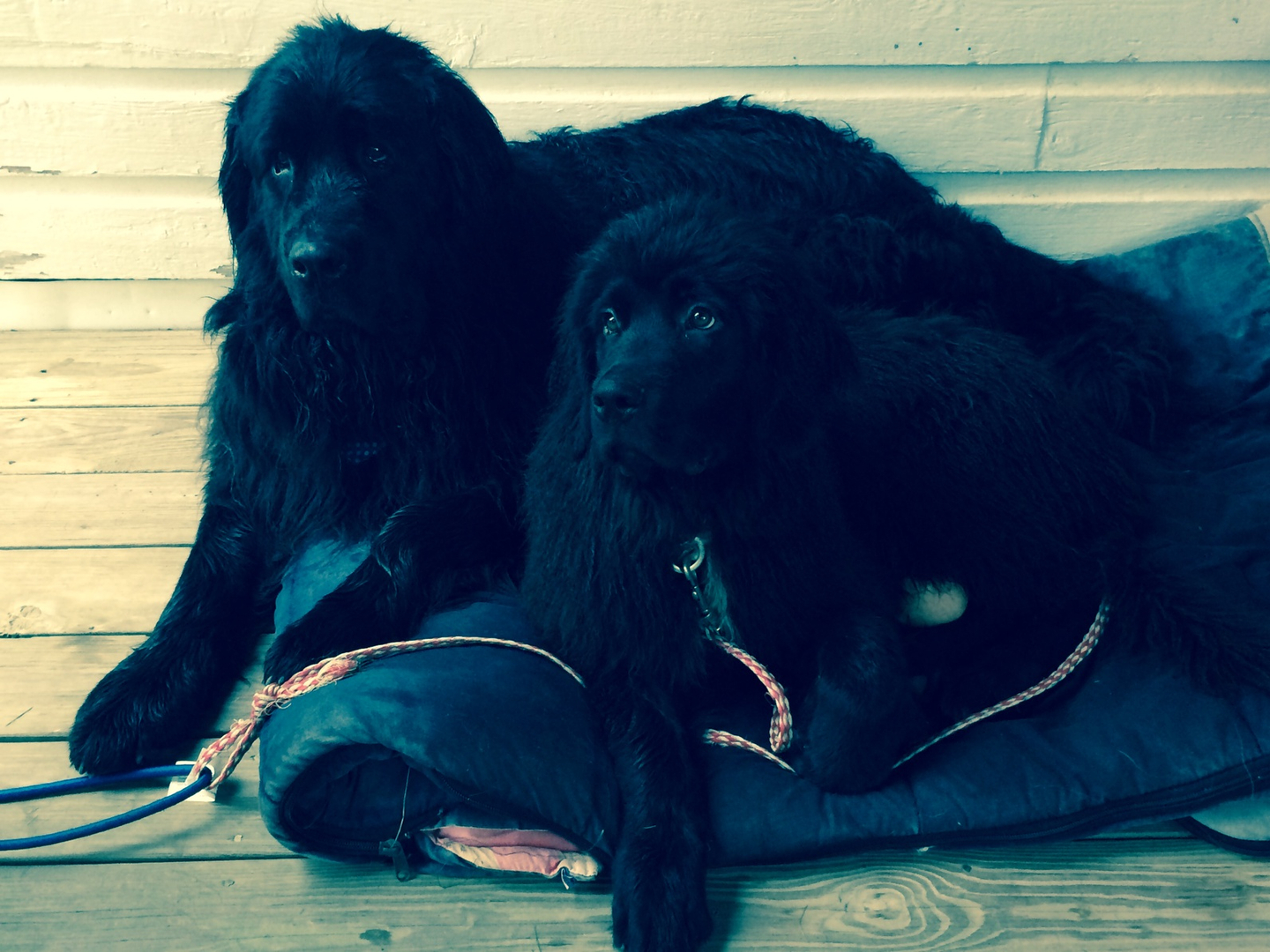 Newfoundland Puppies of Umfleet Farms