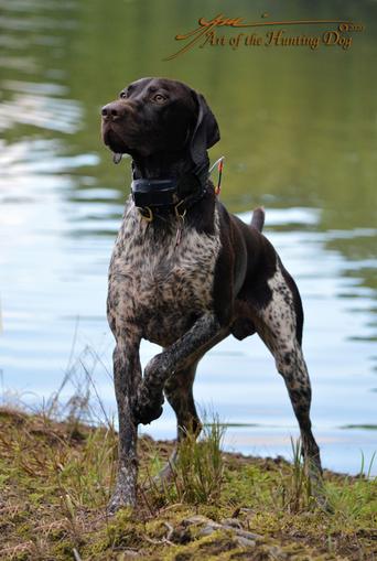 German shorthaired pointer store kennel