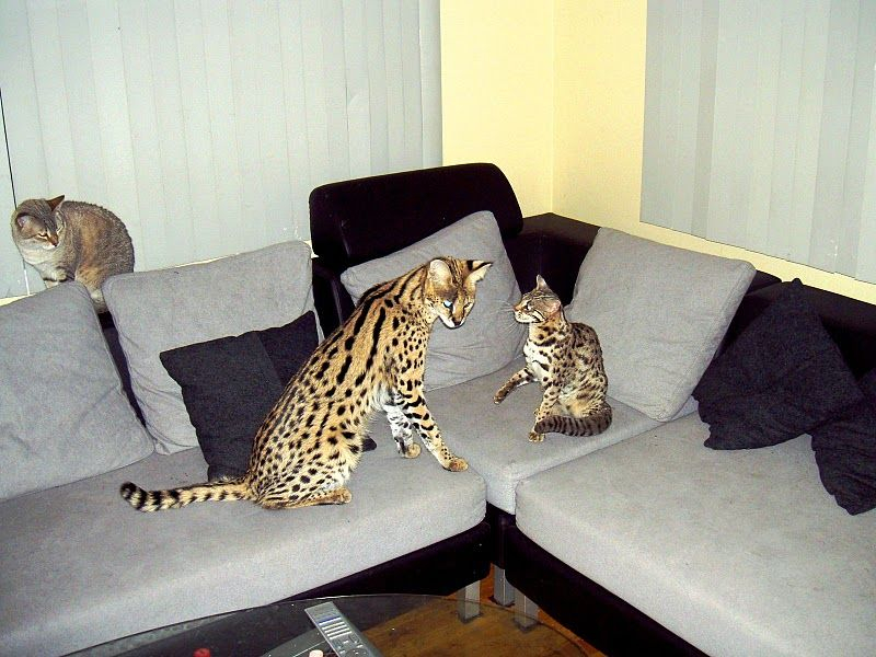 F6 savannah cat for hot sale sale