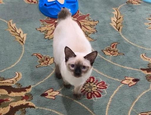 toybob kittens for sale