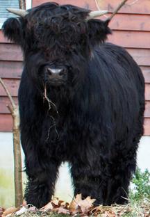 Black highland cattle,Scottish highland cattle, Highland cattle black,Highland cattle, Highland calves