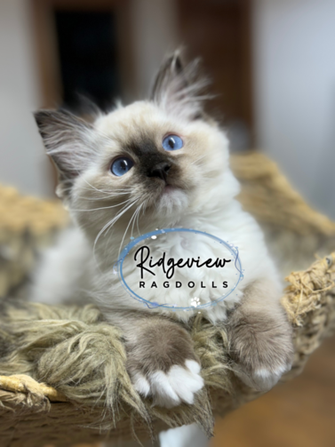 Ridgeview ragdolls shop