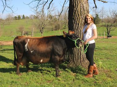 All About Miniature Jersey Cows