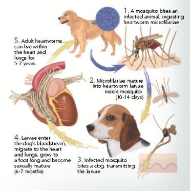 can a puppy get heartworm