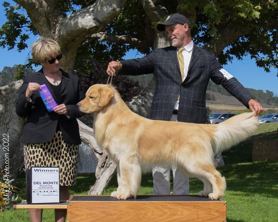 golden retriever dog show win photo with two women behind on green background